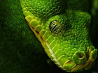 Amana